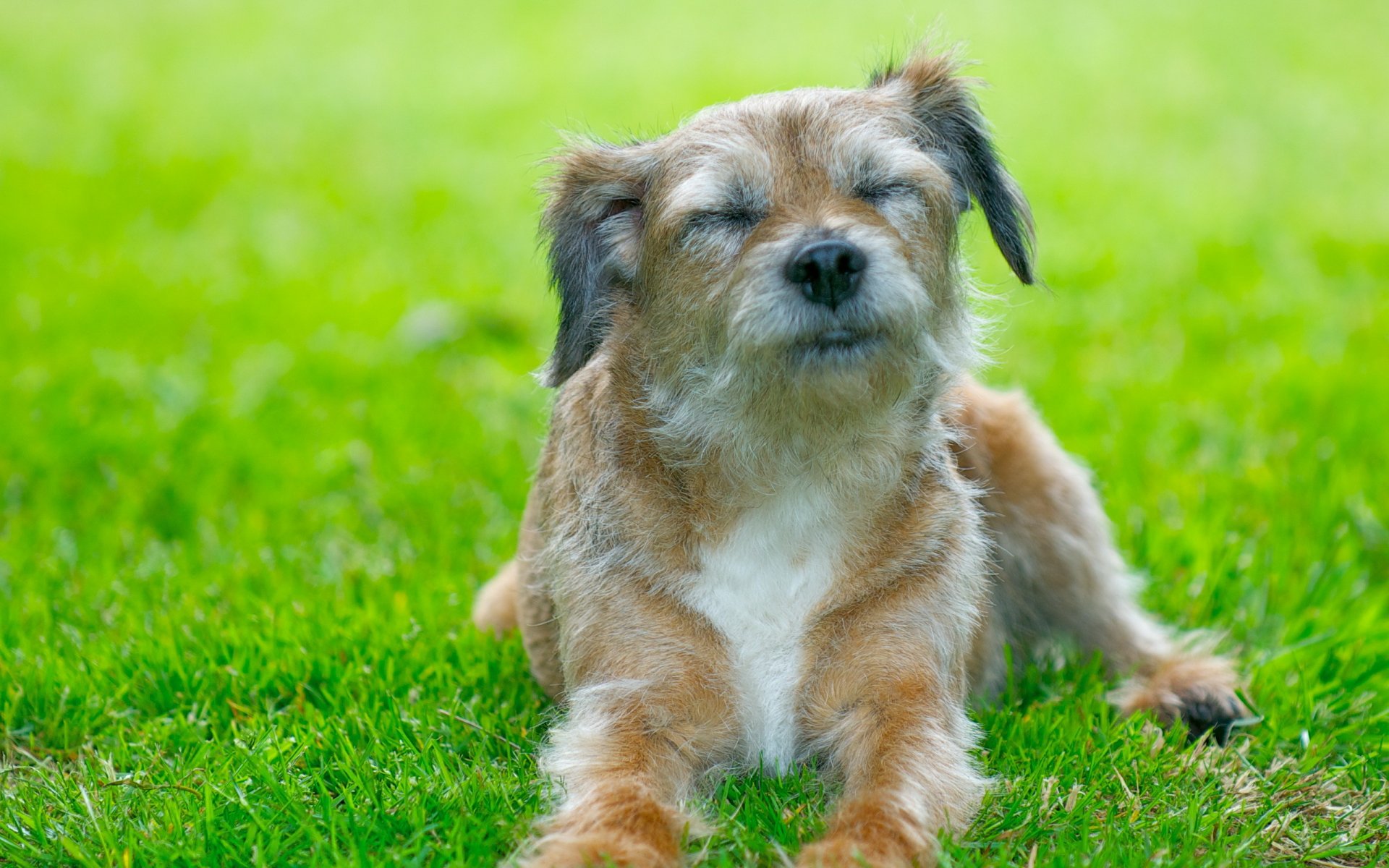 dog the field summer