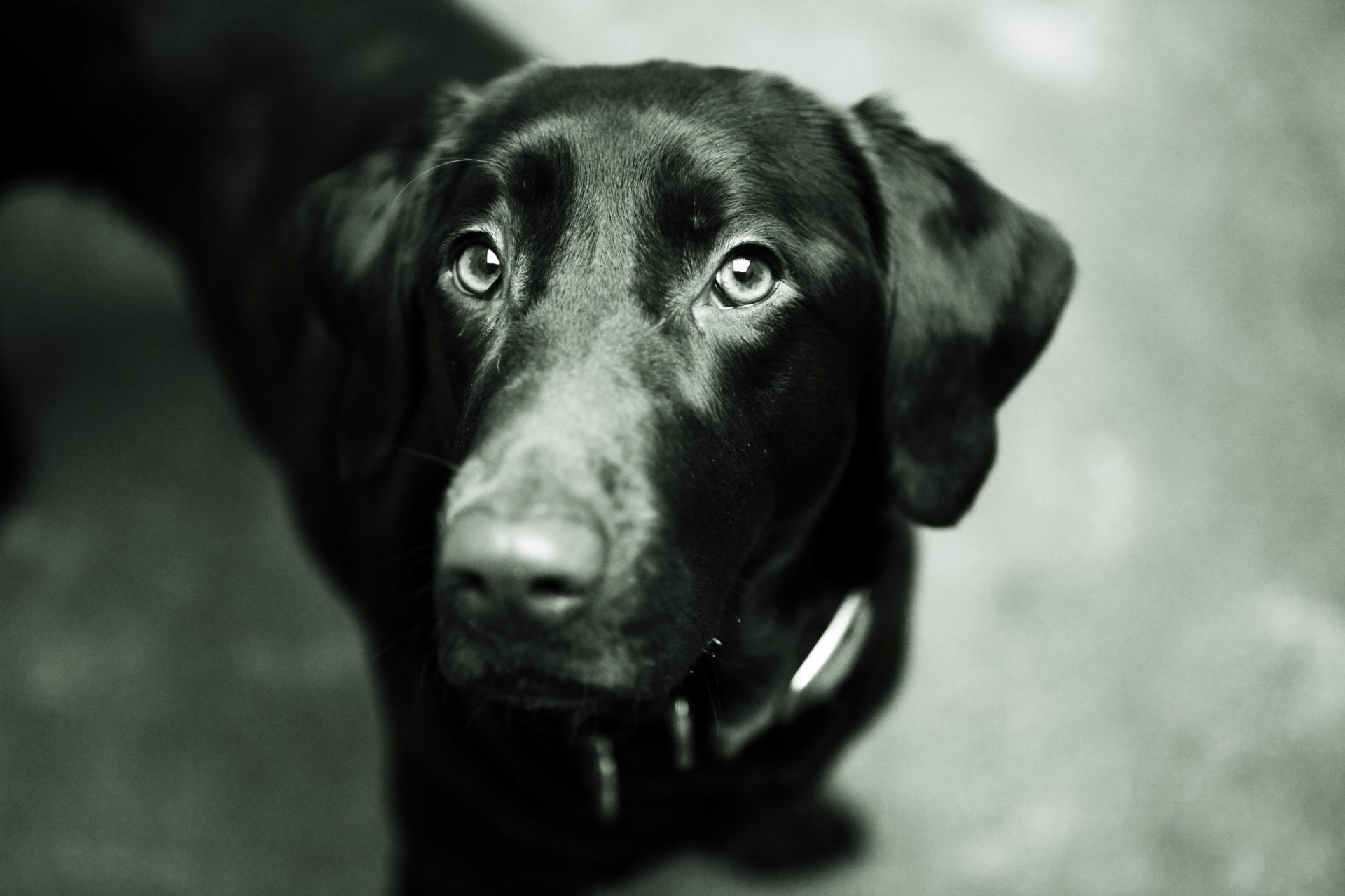 chien chien noir labrador retriever museau yeux nez