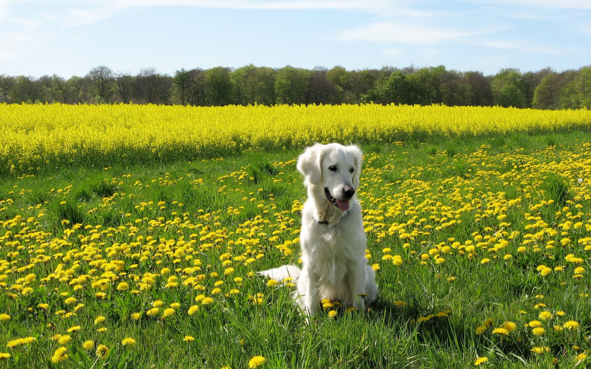 chien champ été