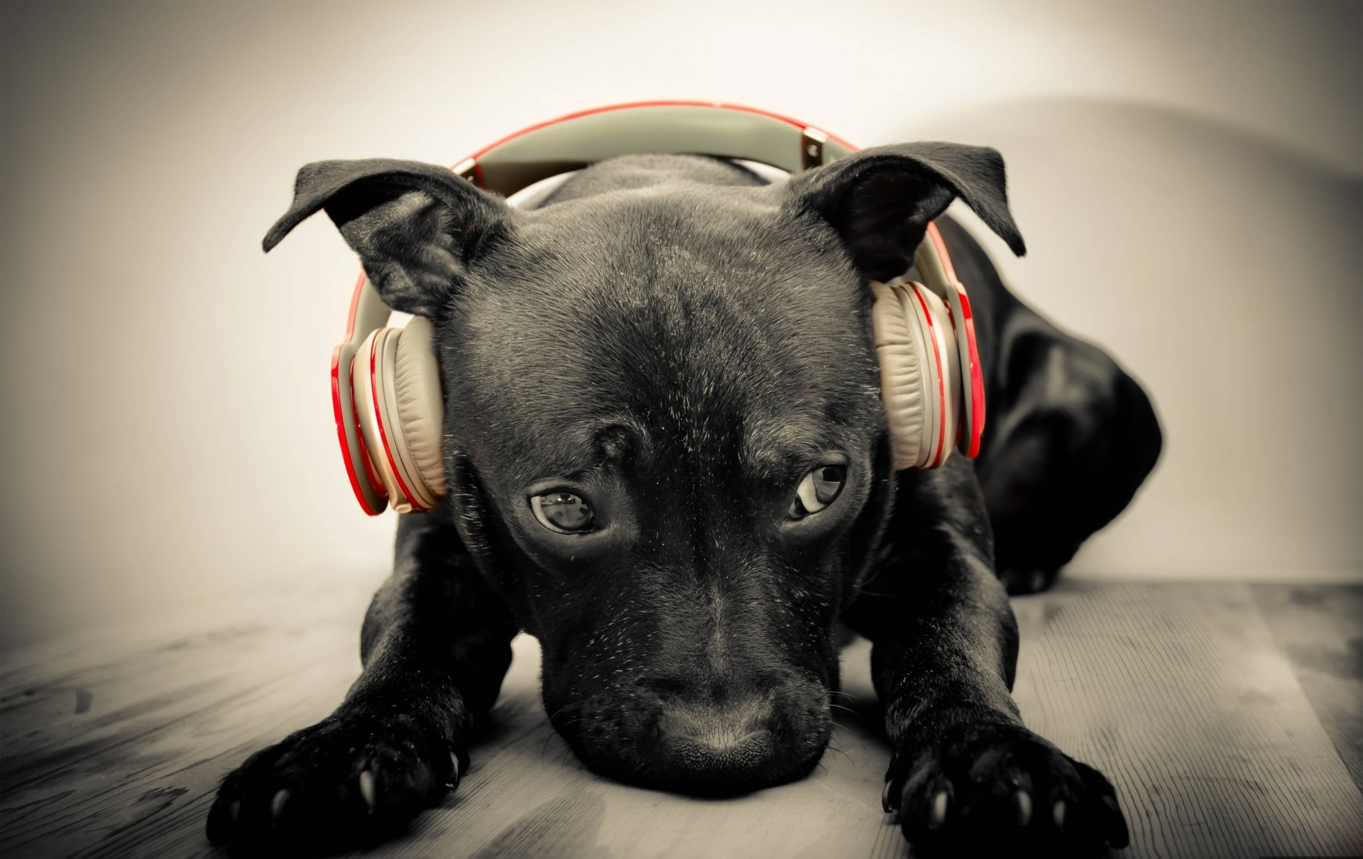 perro hocico auriculares música fondos de pantalla