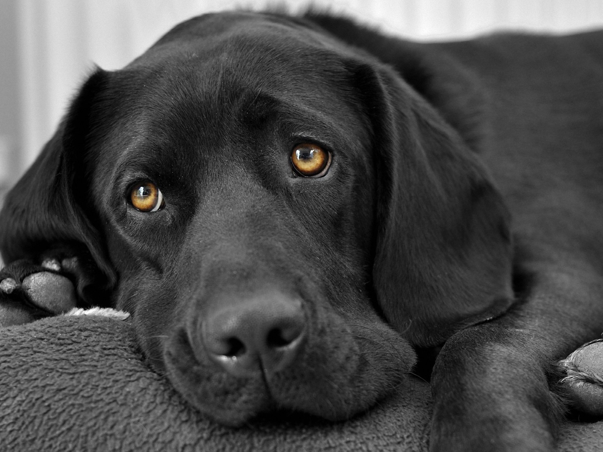 perro amigo humano