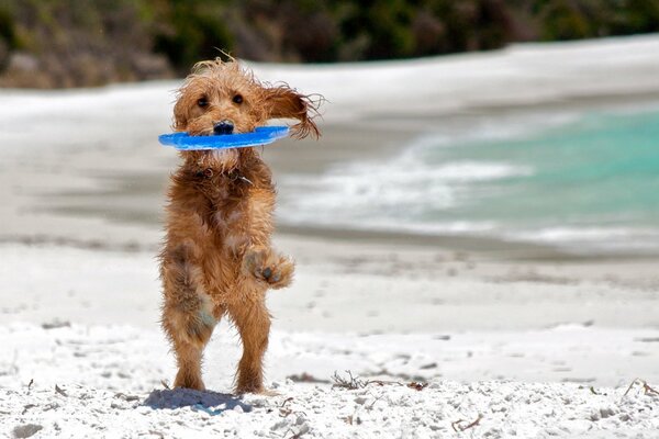 Cachorro divertirse jugando en la playa