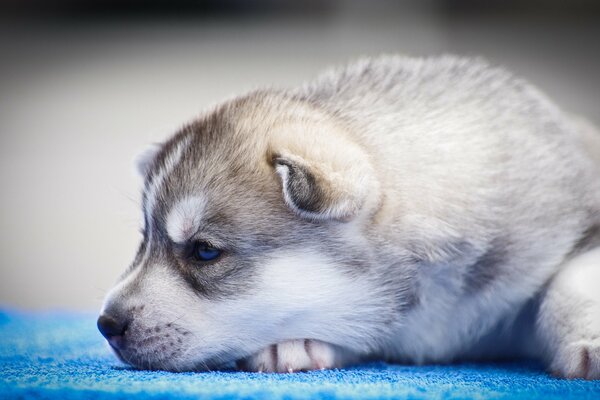 The puppy is sad with a thoughtful look