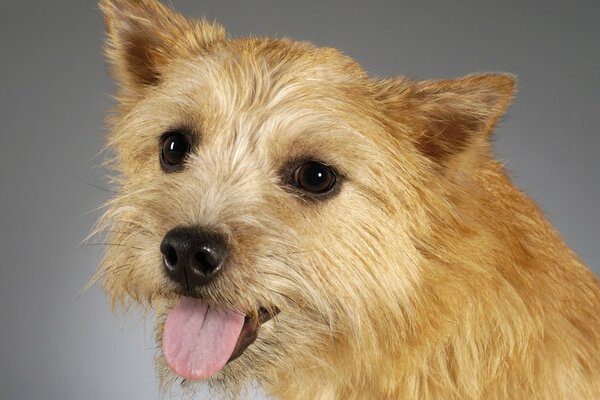 Portrait d un chien avec un museau drôle