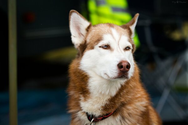 Le chien Husky attend le propriétaire