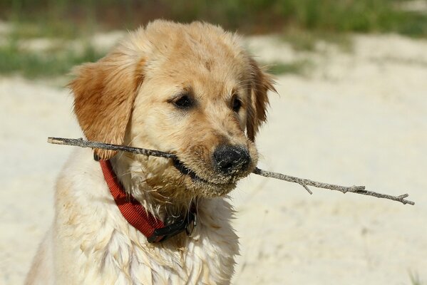 Sad dog with a branch in his teeth