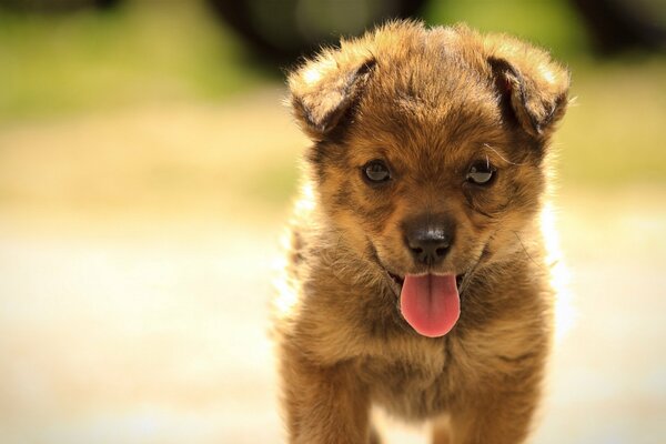 Piccolo cucciolo in una passeggiata. Cane che cammina in estate