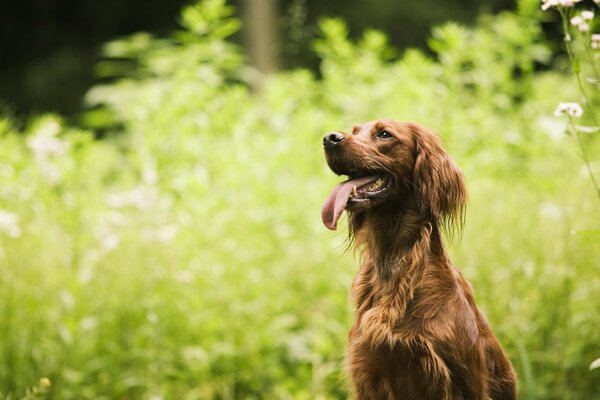 Lächelnder Hund auf Gras Hintergrund