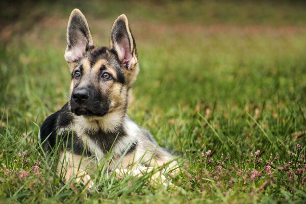 Le regard intéressé d un chiot au loin