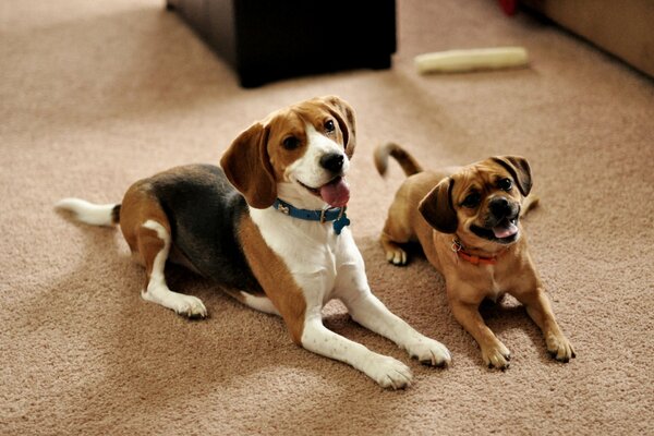 Reinrassige Hunde im Haus