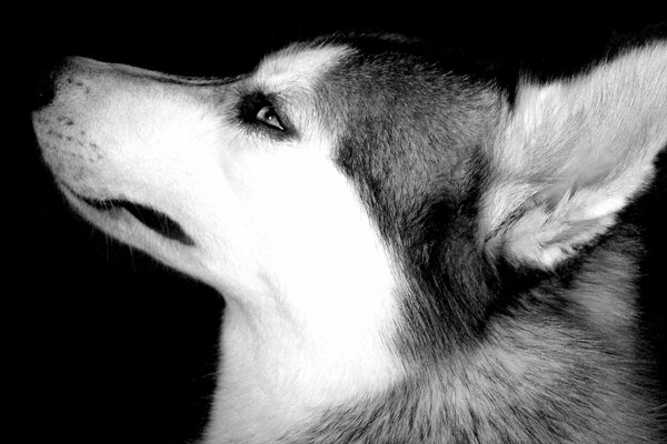 The profile of the husky s muzzle is black and white