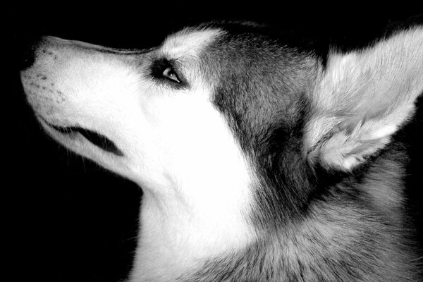 Profilo del muso husky in bianco e nero