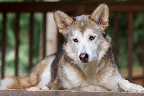 Un chien modeste avec un regard triste sur la vie