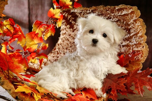 Pequeño cachorro acostado en las hojas de otoño