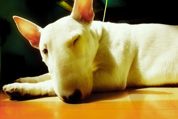 Blanco Bull Terrier cimarit