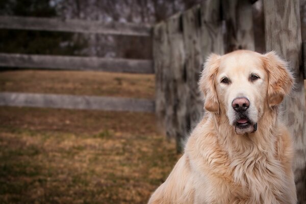 The dog is waiting for its owner from hunting