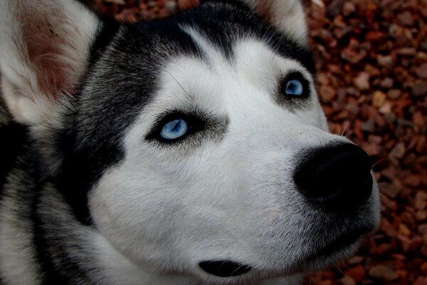 Hund Husky ist ein friedliebendes Tier