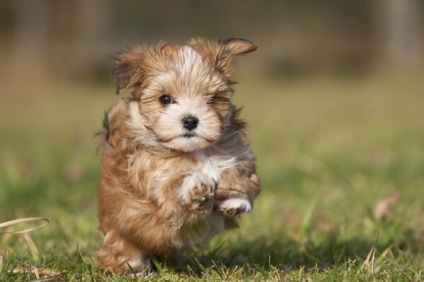 Chiot mignon courir sur l herbe