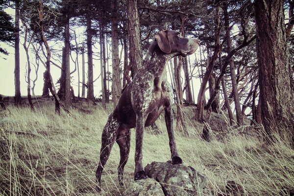 Perro en el bosque en la naturaleza en la piedra