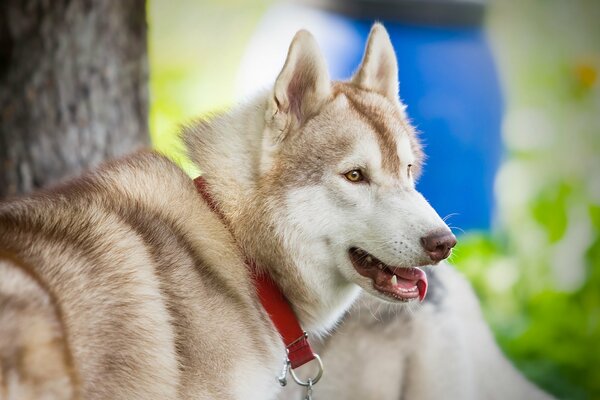 Laika è l amico più devoto con uno sguardo intelligente