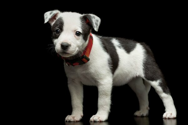 Cachorro manchado cariñoso con collar rojo