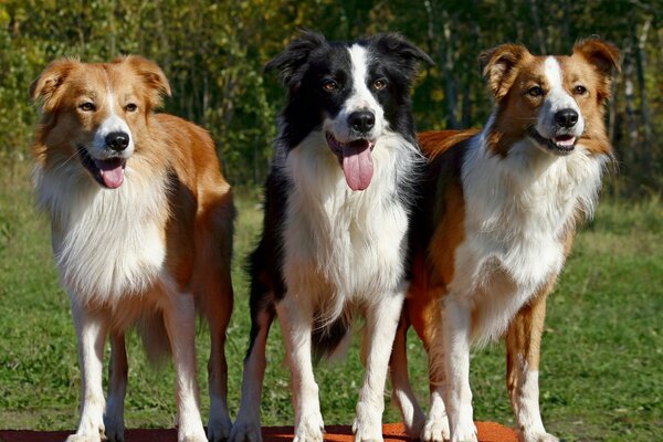 Tres perros raza border Collie