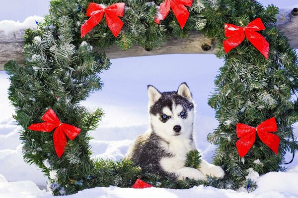 Husky-Welpe im Schnee in der Nähe des Adventskranzes