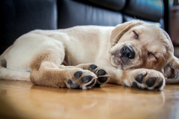 Il cane in casa per la sicurezza non può essere disturbato