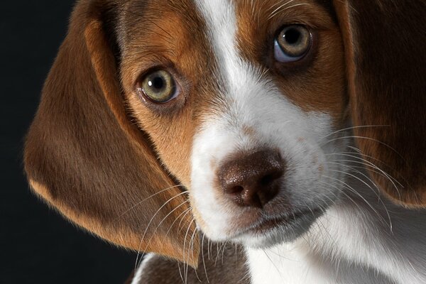 Beagle-Welpen auf schwarzem Hintergrund