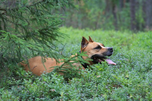 Stafordshire-Terrier hat auf Blaubeeren eingeschlagen