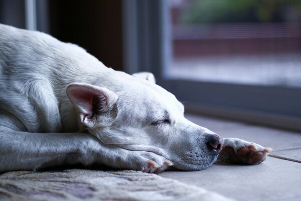 Chien blanc dort sur le tapis