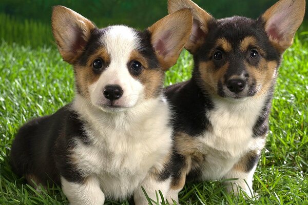 Two puppies walking on the grass