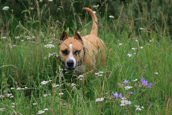 Stafortshire Terrier spaceruje po łąkach kwiatowych