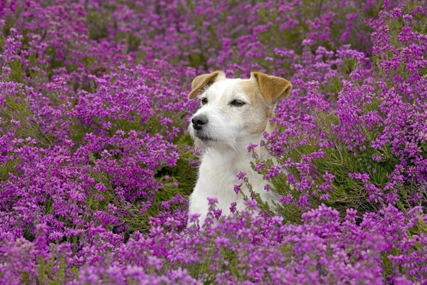 J ai donné un champ de fleurs à mon mari