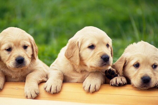 Tres cachorros de Golden Retriever