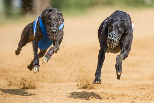 Competitions of two dogs in a muzzle