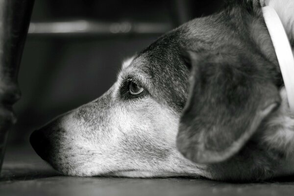 Der traurige oder müde Blick eines erwachsenen Hundes