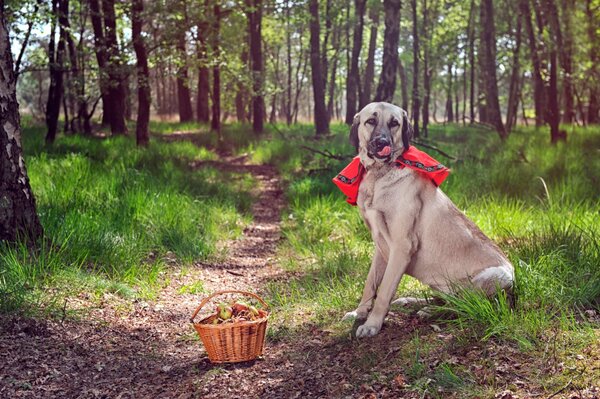 Perro con una cesta en el bosque junto al camino