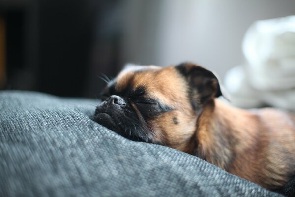 Un cane di razza Brabanson dorme su un letto. Muso toccante