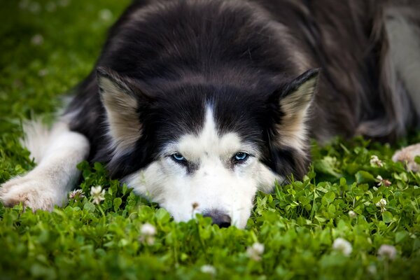 Le chien regarde un regard fatigué mais dévoué