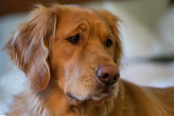 La mirada triste de un perro rojo