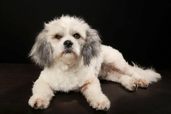 A white dog lies on a black background