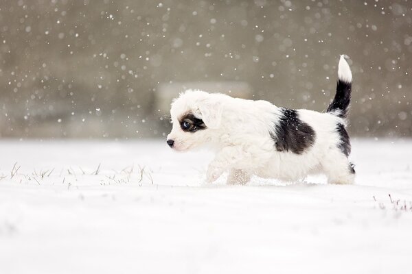 Взгляд собаки на белом снегу