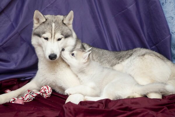 Husky-Welpe zusammen mit Mama