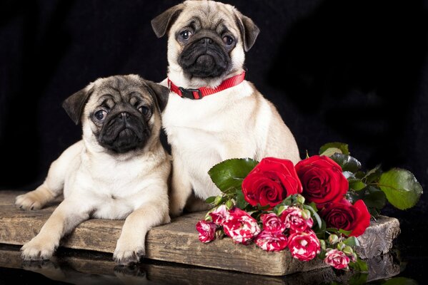 A pair of pugs with a bouquet of flowers