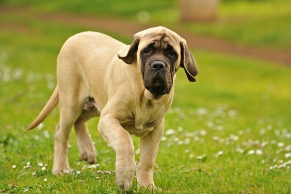 Chien marchant sur un champ vert