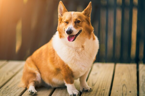 Dicker Corgi auf einem Spaziergang im Hof