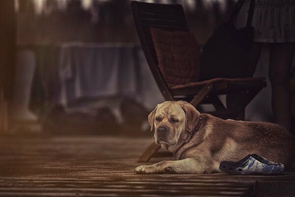 Grande cane da guardia in una casa di legno