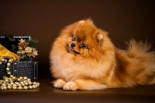 Admiring the pomeranian for the decoration of the hostess