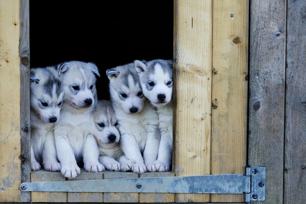 Cinq chiots Husky mignons